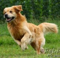 Vater: Brian vom Gälmacker